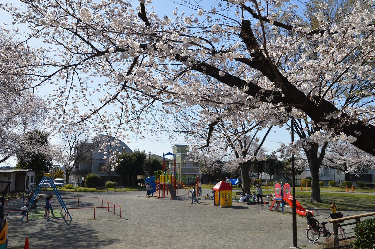 Cherry blossom @ Nogeyama park