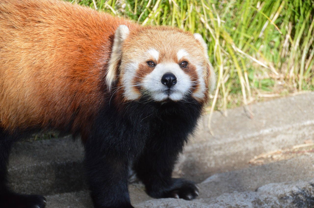 Red panda @Nogeyama zoo