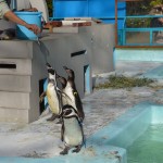 Penguin @ Nogeyama zoo