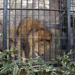 Lion @ Nogeyama zoo