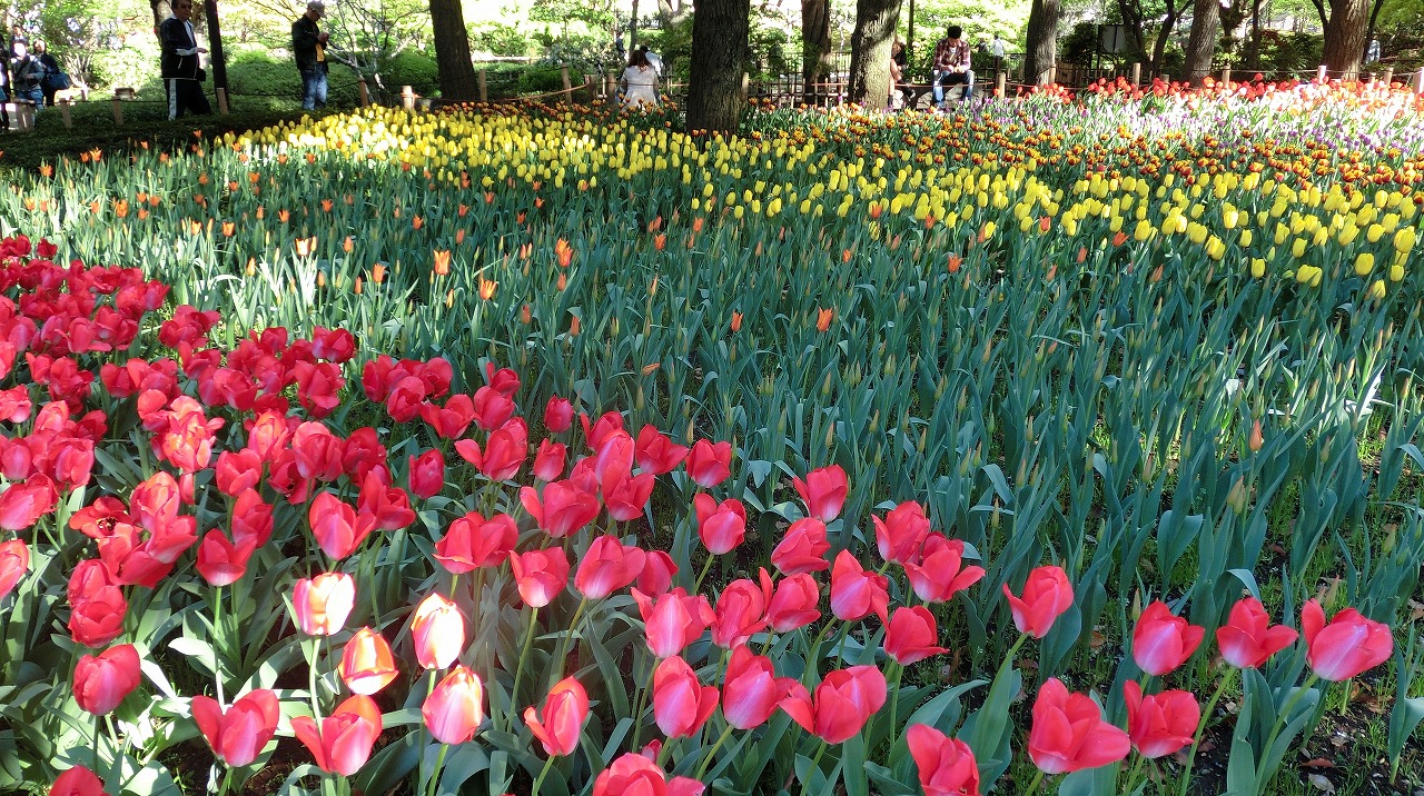 Tulips @ Yokohama Park